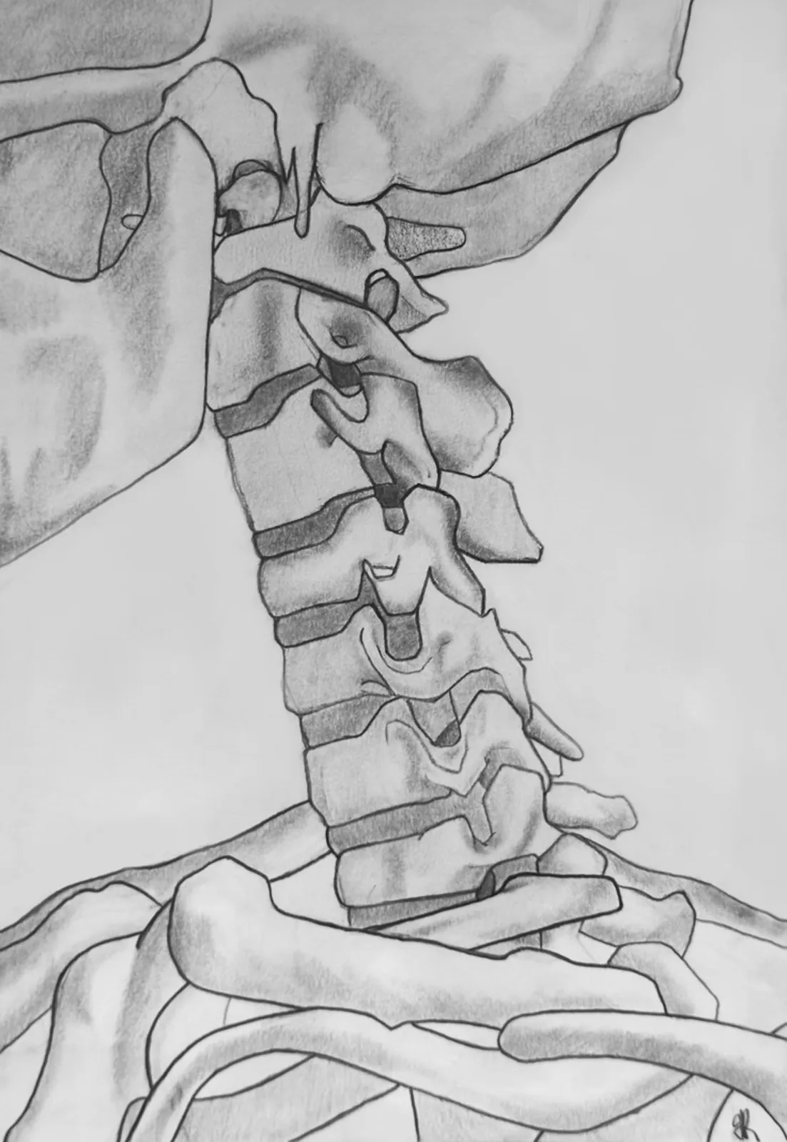 Graphite study of a skeleton's cervical spine, jaw and upper ribcage.